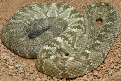 Black Tail Rattlesnake 5