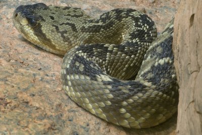 Black Tail Rattlesnake 4