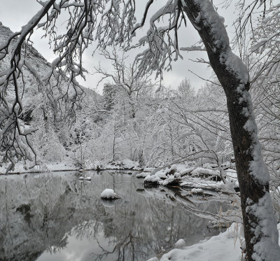 Oak Creek - Overhanging Tree.jpg