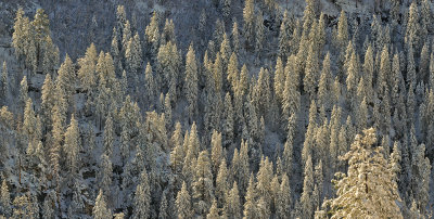 Oak Creek Canyon - Backlit Pines 1