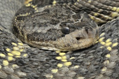 Arizona Black Rattlesnake 2