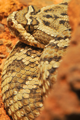 Great Basin Rattlesnake