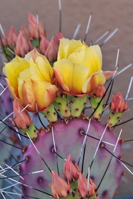 Long Needle Prickly Pear 2
