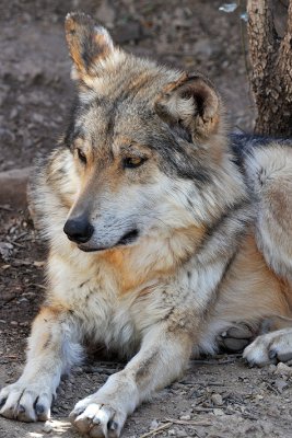 Mexican Wolf