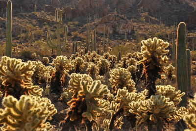 Saguaro NP Baclklit Cactus 2