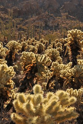 Saguaro NP Baclklit Cactus 4