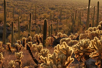 Saguaro NP Baclklit Cactus 5