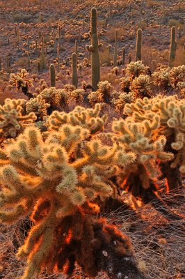 Saguaro NP Baclklit Cactus 8