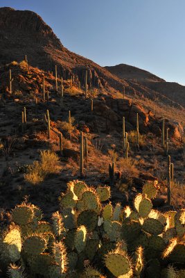 Saguaro NP Sunrise 3