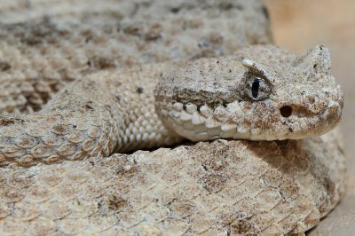 Sonoran Desert Sidewinder 1