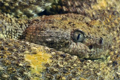 Speckled Rattlesnake