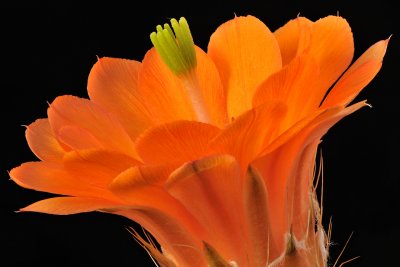 AZ - Echinocereus Orange Blossom 2