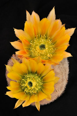 AZ - Echinocereus Yellow 2 Blossoms 1