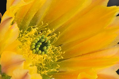 Echinocereus Yellow Blossom Closeup 1