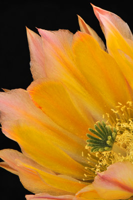 Echinocereus Yellow Blossom Closeup 2
