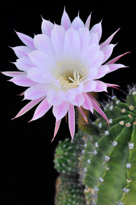 Echinopsis Easter Lilly Cactus