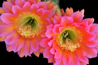 AZ - Echinopsis Flying Saucer Blossoms 1