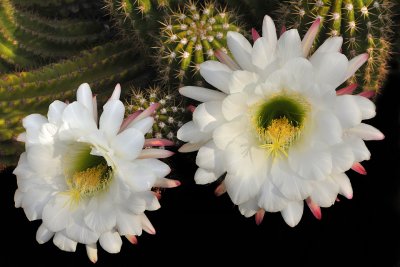 AZ - Echinopsis Candicans 2
