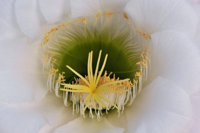 Echinopsis White - Closeup 2