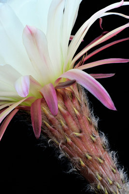 Echinopsis White - Closeup 3