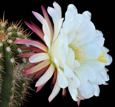 AZ - Echinopsis Candicans 3