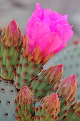 Prickly Pear Beaver Tail Cactus Blossom & Buds