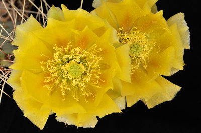 Prickly Pear Englemanns Cactus Blossoms