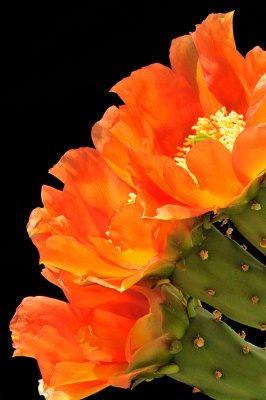 Prickly Pear Orange Blossoms Backlit