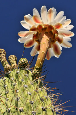 Toothpick Cactus 1