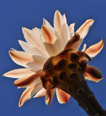AZ - Toothpick Cactus 2