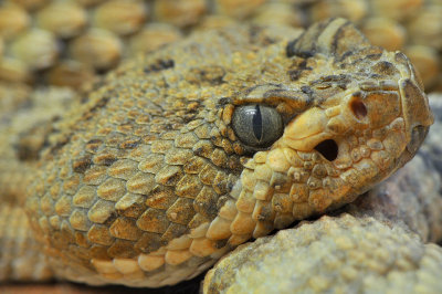 Rattlesnake - Grand Canyon