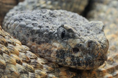 Rattlesnake - Speckled 1