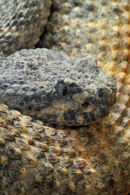 Rattlesnake - Speckled 2