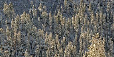 AZ - Oak Creek Canyon - Backlit Pines 1