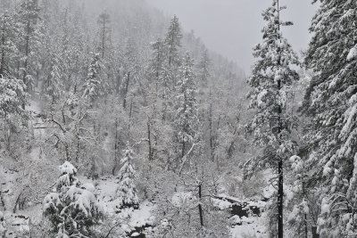 Oak Creek Canyon - Snowy Trees