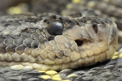 Arizona Black Rattlesnake 1