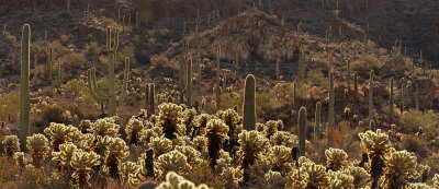 AZ - Saguaro NP Baclklit Cactus 1