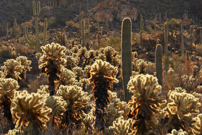 Saguaro NP Baclklit Cactus 3