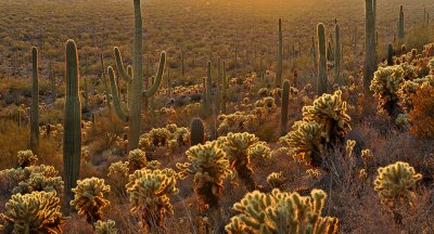 AZ - Saguaro NP Baclklit Cactus 6