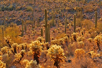 Saguaro NP Baclklit Cactus 7