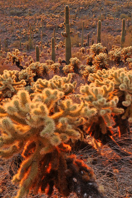 AZ - Saguaro NP Baclklit Cactus 8