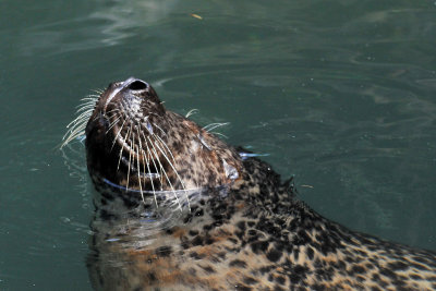 NYC - Central Park Zoo - Harbor Seal