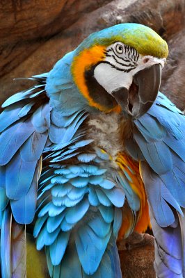 NYC - Central Park Zoo - Macaw 1
