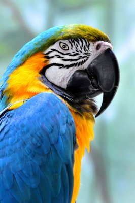 NYC - Central Park Zoo - Macaw 2