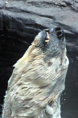 NYC - Central Park Zoo - Polar Bear 1