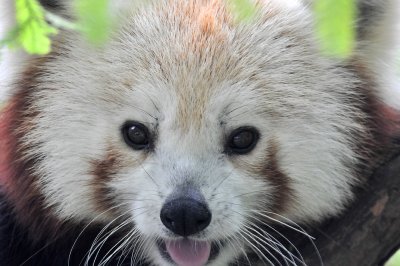 NYC - Central Park Zoo - Red Panda