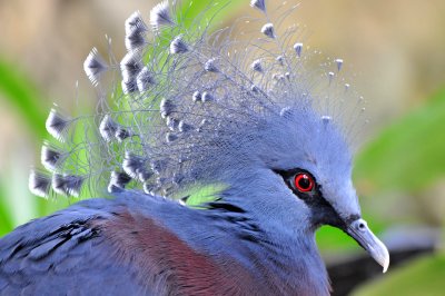 NYC - Central Park Zoo - Victorian Crowned Pigeon