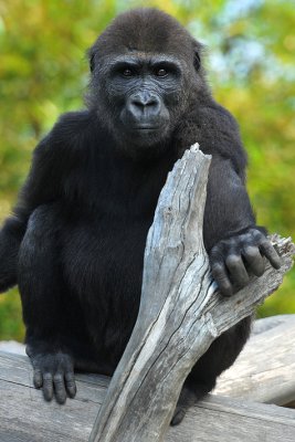 Gorilla - Adolescent