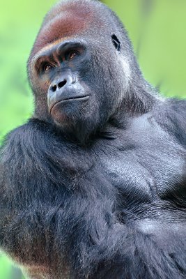 Gorilla - Alpha Male 1