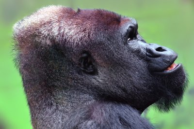 Gorilla - Alpha Male 2